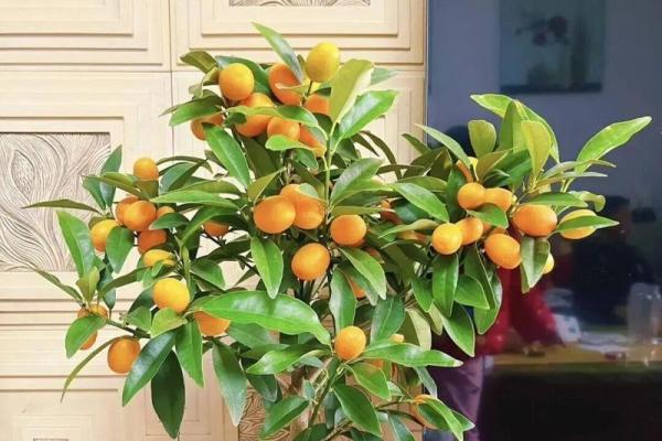 阳台植物摆放旺财风水