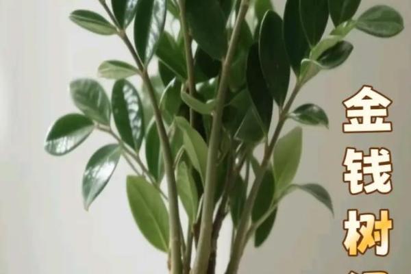 金钱木 风水