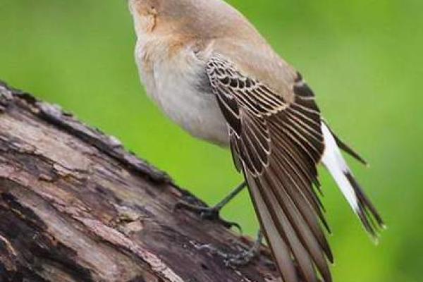 测试小鸟的名字吉凶 测试小鸟的名字吉凶