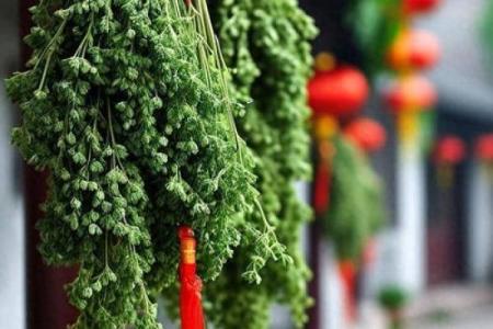 风水解答为什么不应该将艾草作为礼物送给别人