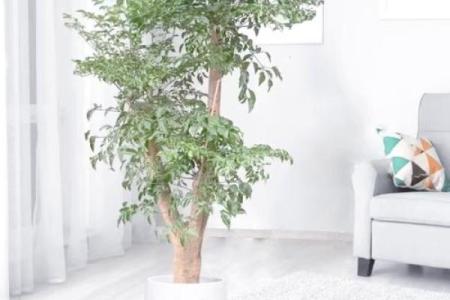 办公室风水布局摆放什么可以催旺财运