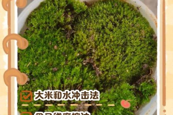 让家庭和谐青苔的风水