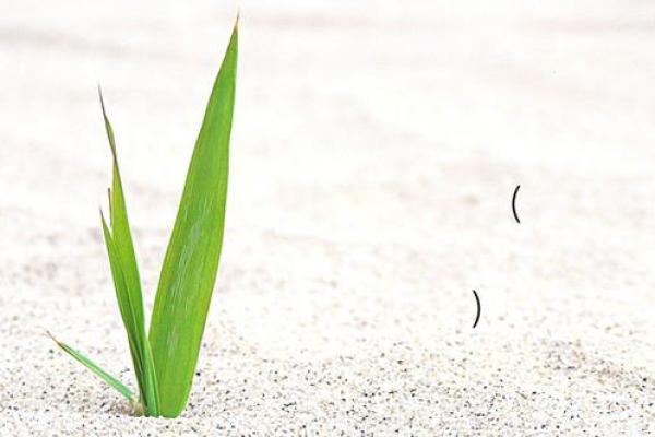 吕祖灵签抽签74