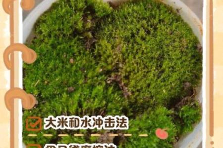 让家庭和谐青苔的风水