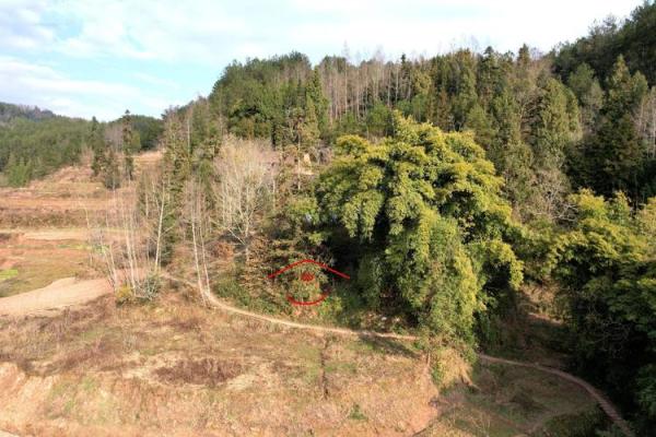 揭秘高官富豪祖坟风水是怎样的