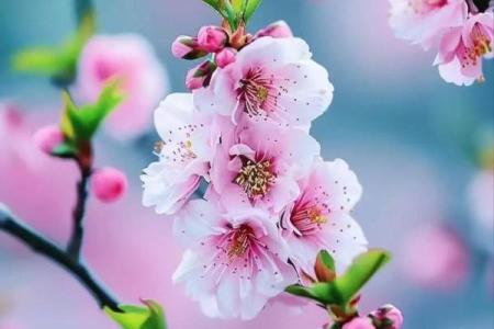 这几类家居风水，容易招野桃花