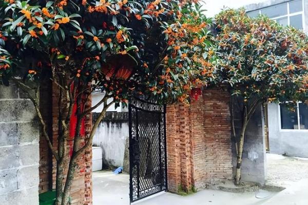 房子周围栽树风水