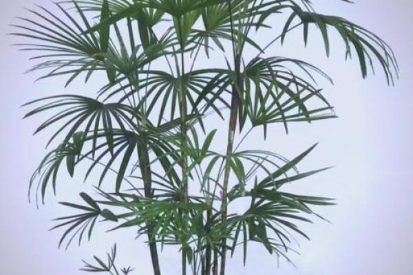 办公室养什么花风水最好适合摆放 办公室养什么花风水最好适合摆放