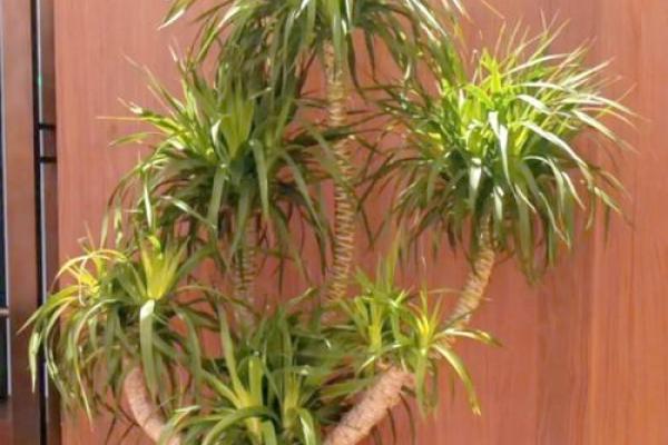 办公室养什么花风水最好适合摆放 办公室养什么花风水最好适合摆放