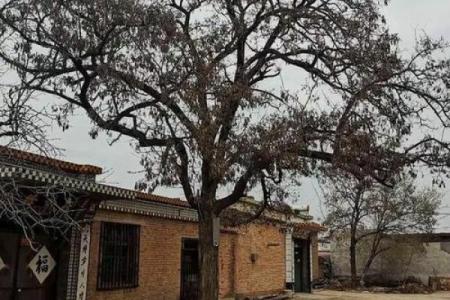 房子周围栽树风水