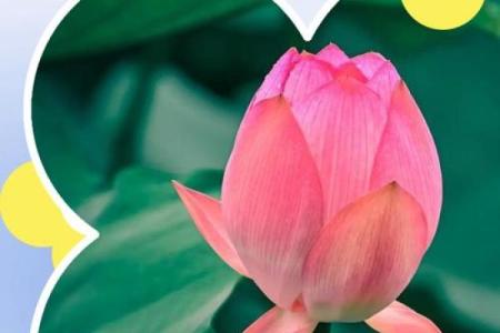 荷花的寓意风水作用