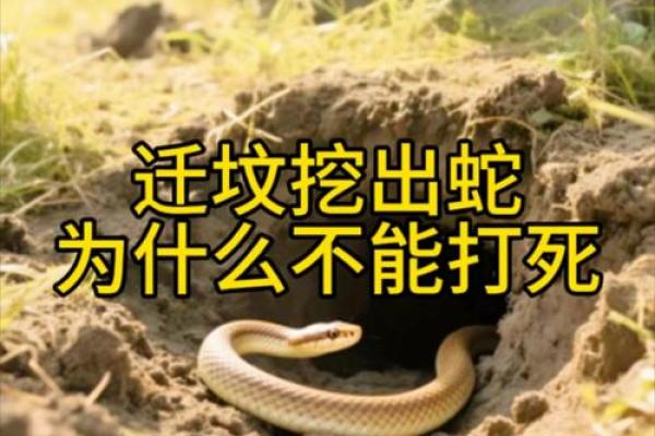 不好的风水_祖坟傍边有蛇脱皮情况