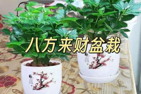 办公室风水绿植选择有哪些可以带来财运