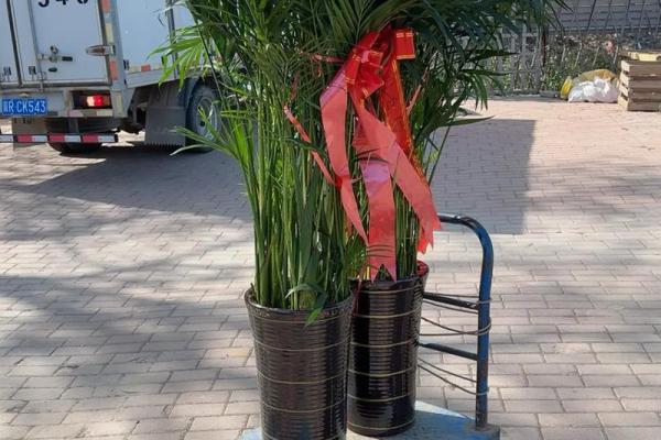 富贵椰子的风水寓意