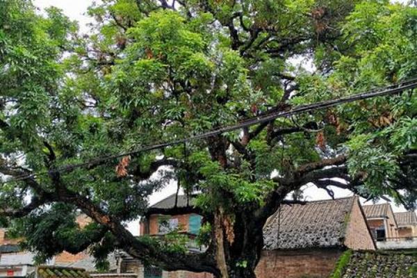 四季如春屋前种什么树最旺风水讲究