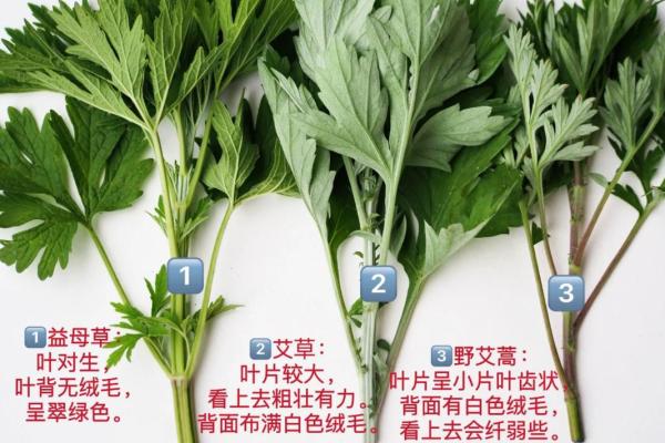 为什么艾草不能送人有什么风水说法