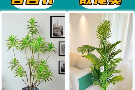 客厅植物摆放，风水摆放小常识