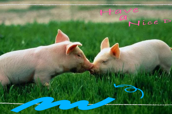 风水传说_猪来穷狗来富猫来头上顶白布