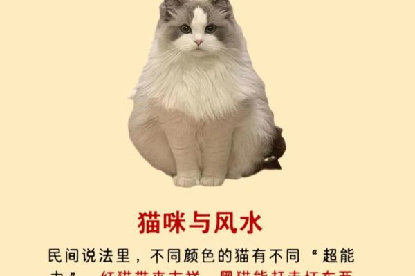 风水传说_猪来穷狗来富猫来头上顶白布