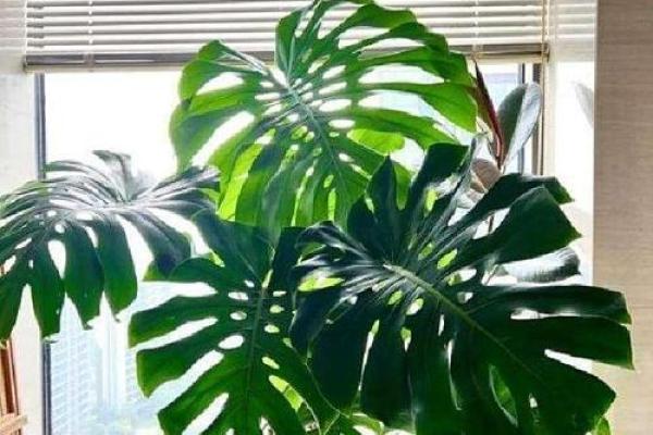 室内房间里养花须知的风水禁忌