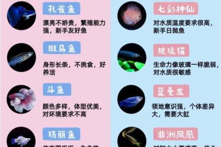 三的风水_鱼盆养几条鱼好