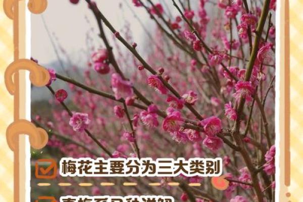 风水上家里可不可以养梅花