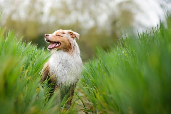 240812_今年下半年生肖属鼠的运势三 #八字