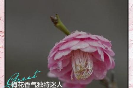 风水上家里可不可以养梅花