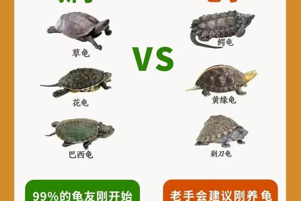 养多少只龟 养龟风水 养几只龟好