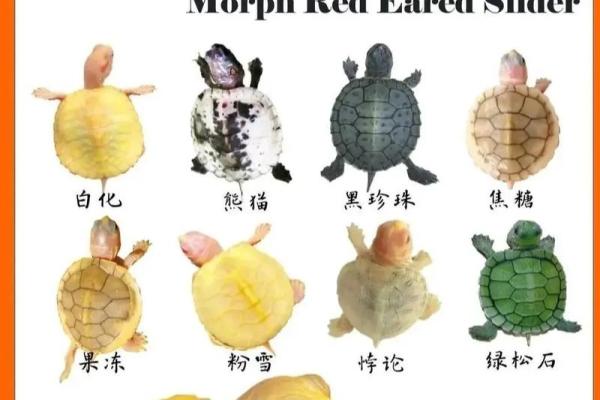 养多少只龟 养龟风水 养几只龟好