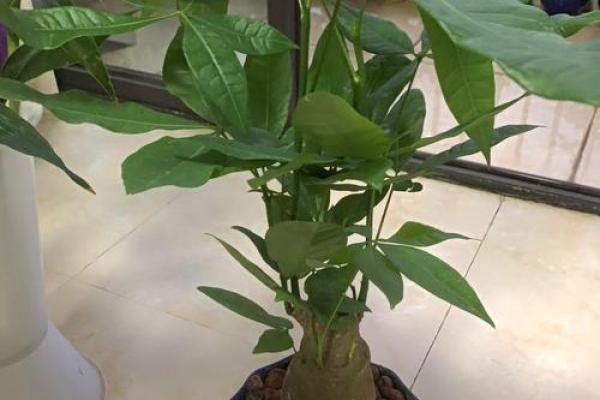 风水旺财_客厅旺财植物有哪些呢