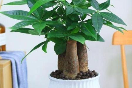 风水旺财_客厅旺财植物有哪些呢