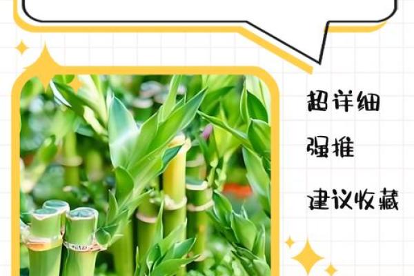 如何养殖富贵竹风水 如何养殖富贵竹风水