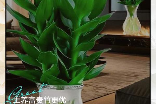 如何养殖富贵竹风水 如何养殖富贵竹风水