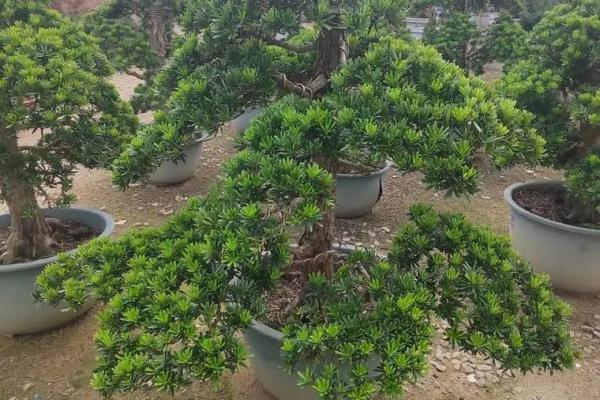 风水房子上长树