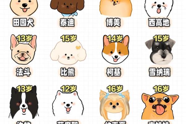 八字看适合动物 适合养宠物的八字