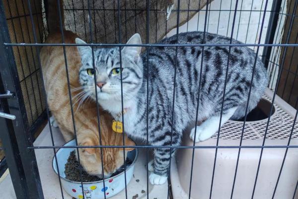 养猫能招财吗？你的八字能养猫吗