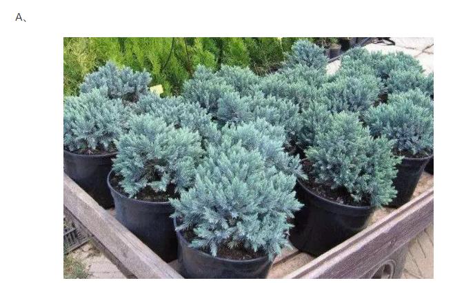 心理测试:冬天到了,哪一种绿植能保持常绿?测你的富贵持续多久 心理测试:冬天到了,哪一种绿植能保持常绿?测你的富贵持续多久