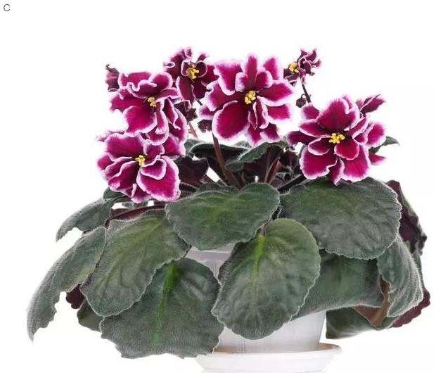 1573975102832395.jpg 03.jpg