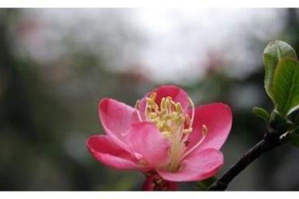 1978属马桃花运在几月_1978年属马人桃花运最佳月份农历五月姻缘旺盛