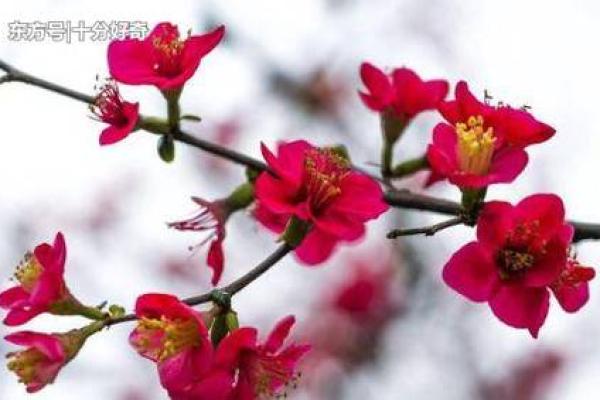 1978属马桃花运在几月_1978年属马人桃花运最佳月份农历五月姻缘旺盛