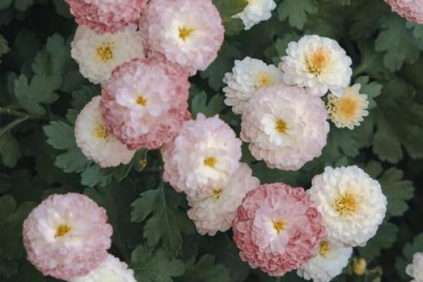 狮子座喜欢什么花 狮子座喜欢的花及幸运颜色 狮子座喜欢什么花 狮子座喜欢的花及幸运颜色