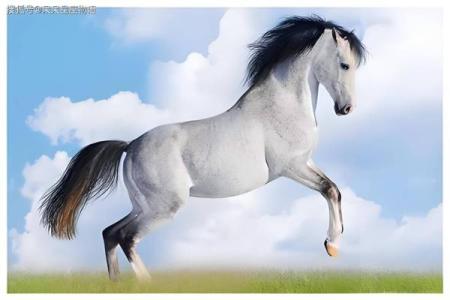 2002年属马今年运势 2002年属马的今年运气怎么样