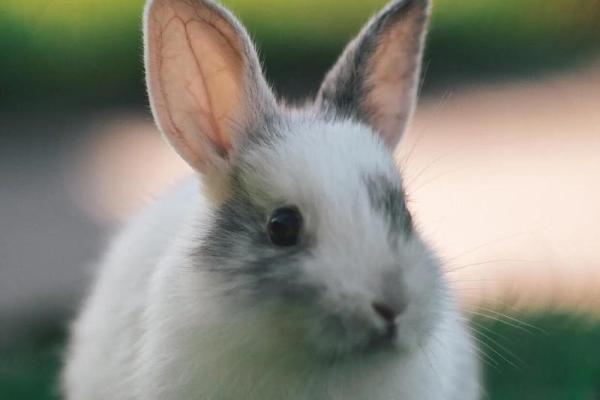 87属兔男2025年运势及运程 87属兔男2025年有三喜