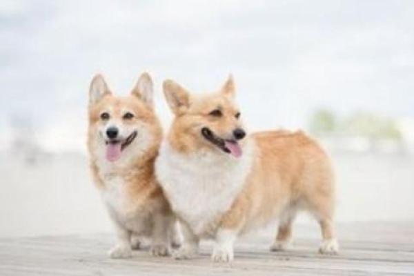 两个属狗的人结婚婚姻怎样_属狗夫妻婚姻运势解析幸福指数与相处之道 两个属狗的人结婚婚姻怎样_属狗夫妻婚姻运势解析幸福指数与相处之道