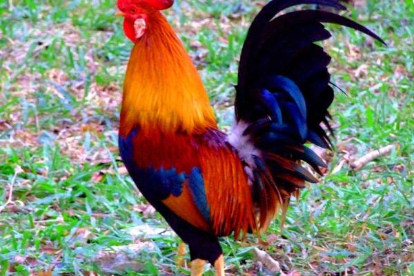 93年的鸡在2025年的运势如何 93年的鸡在2025年的运势如何呢 93年的鸡在2025年的运势如何 93年的鸡在2025年的运势如何呢