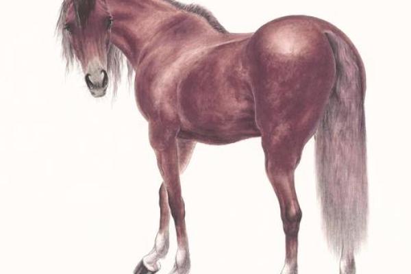 属马人的运势如何_蛇年属马人的运势如何 属马人的运势如何_蛇年属马人的运势如何