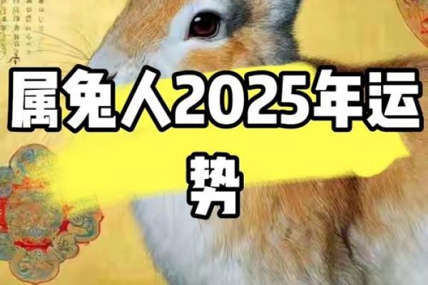 2025年属兔运势详解财运事业爱情全面解析