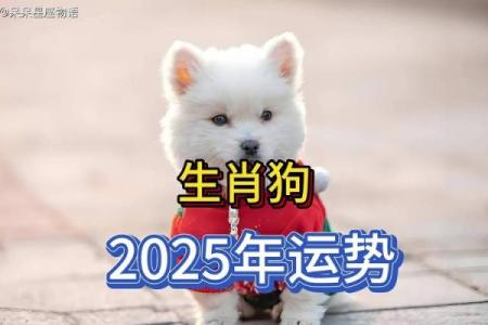 属狗人2025年多大_2025年属狗人的全年运势