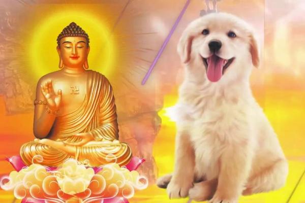 属狗今年多大年纪_属狗今年多大年纪94年出生